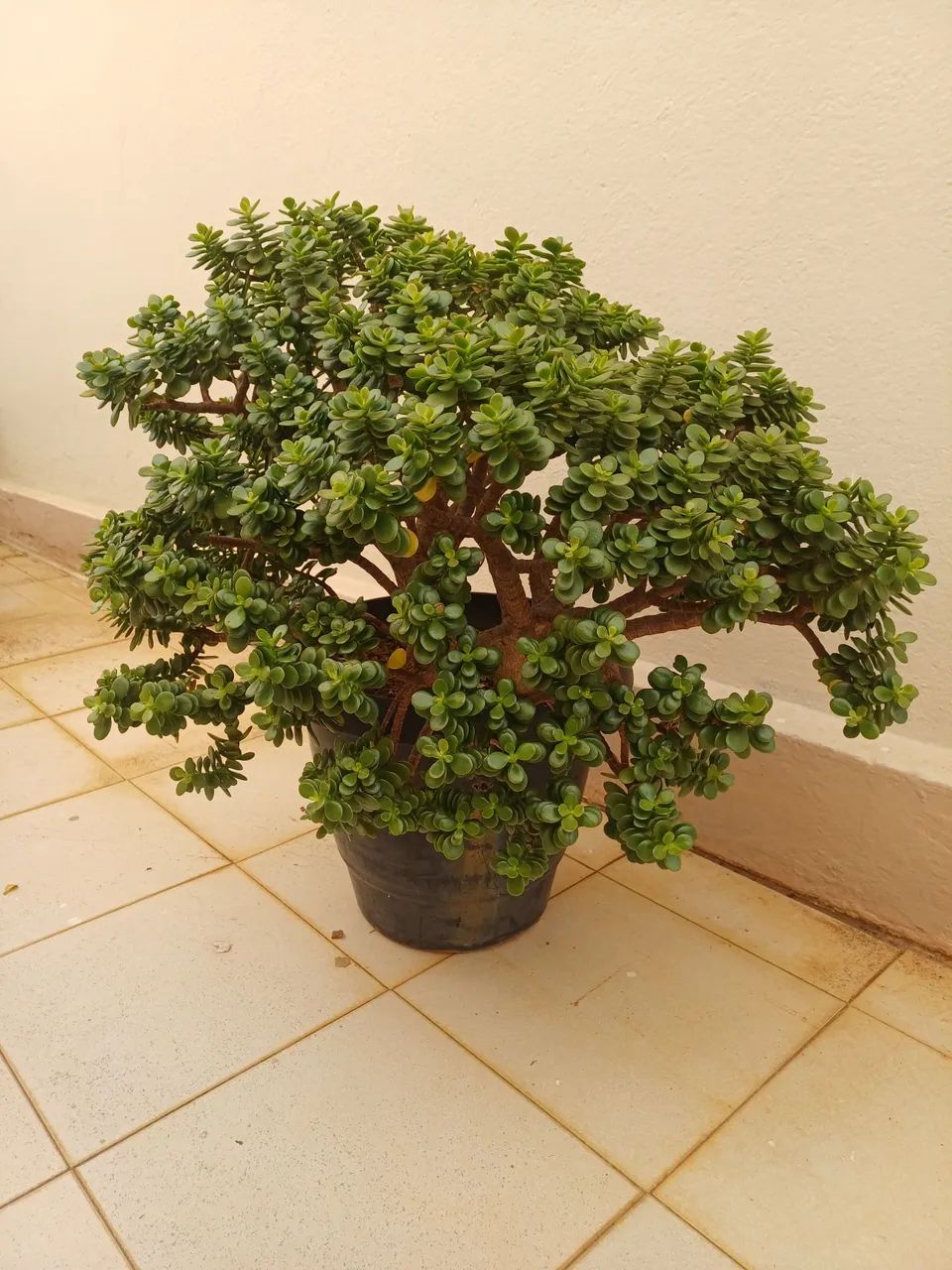 Planta Jade - Foto 2