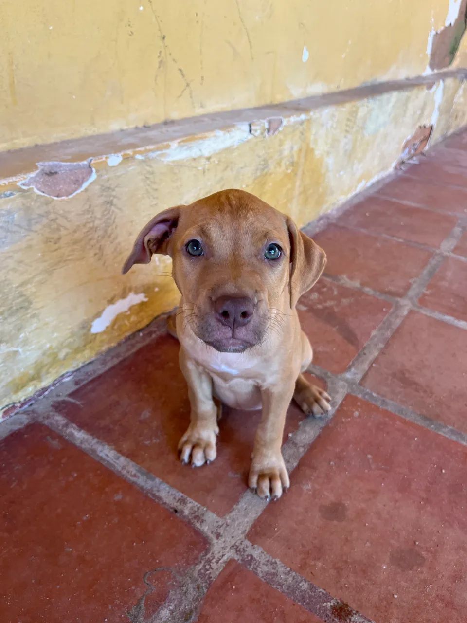 Filhotes de Pitbull  tradicional 