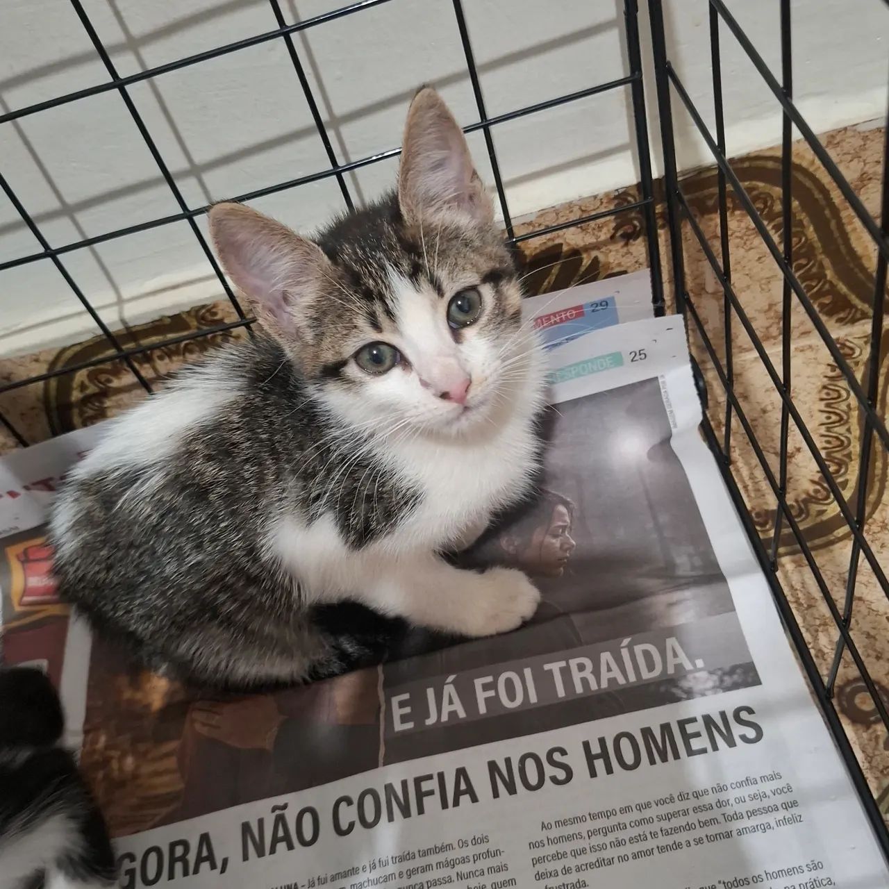 Doação de gatas - Foto 4