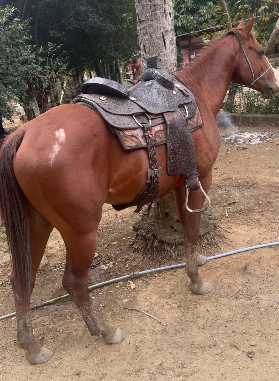 Cavalo QM com paint horse - Foto 2