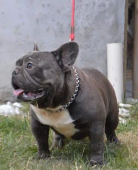 Bulldog francês macho Blue 