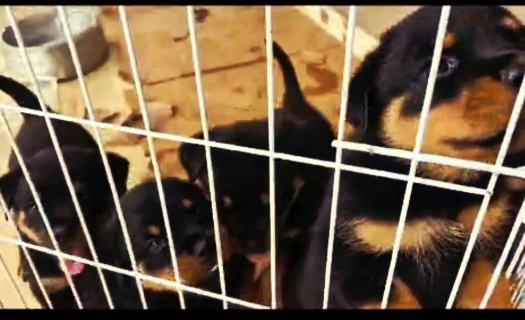 Rotweiler excelente linhagem  - Foto 6