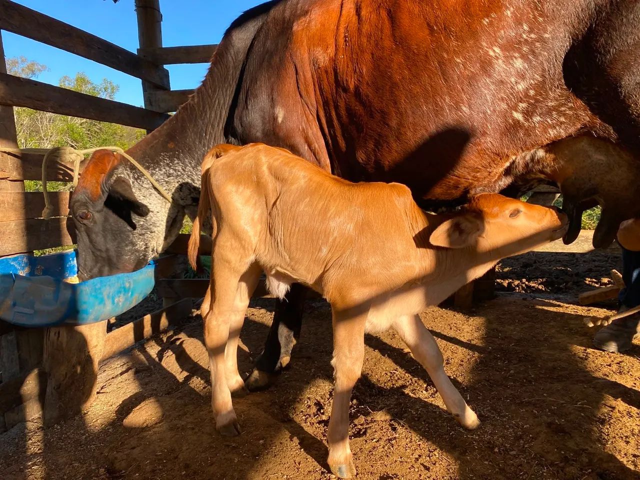Vaca de leite  - Foto 2