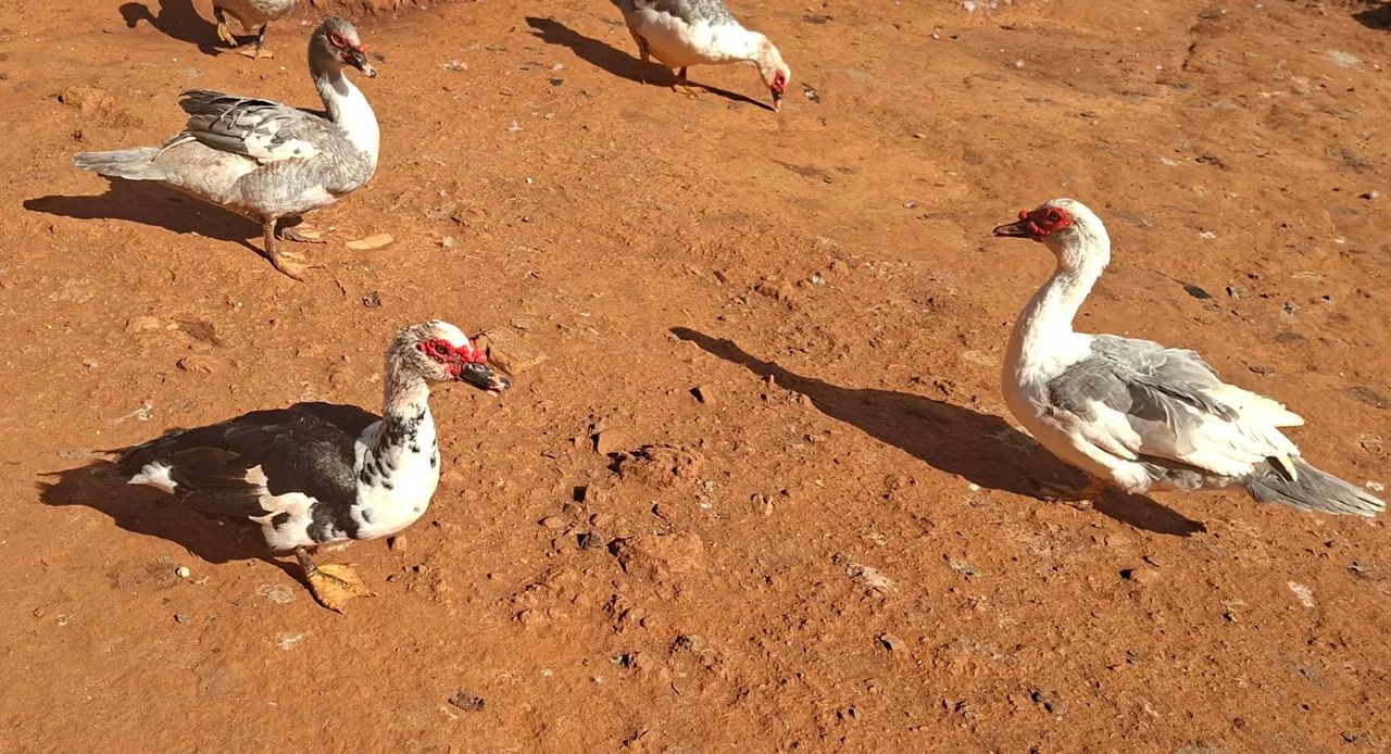 Patos machos - Foto 4