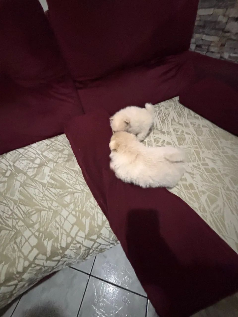 Spitz alemão  - Foto 4