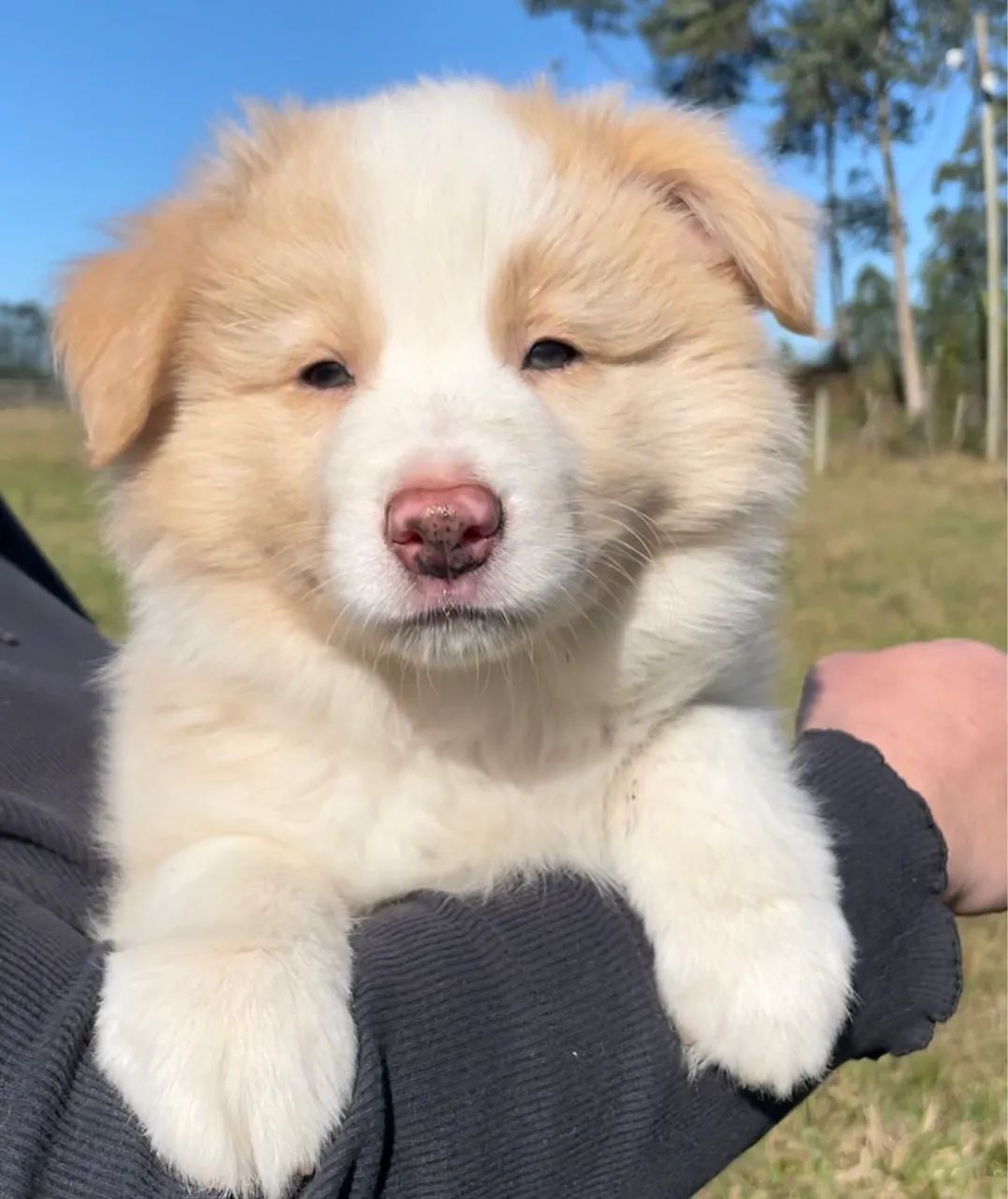 Boder collie macho com Pedigree 