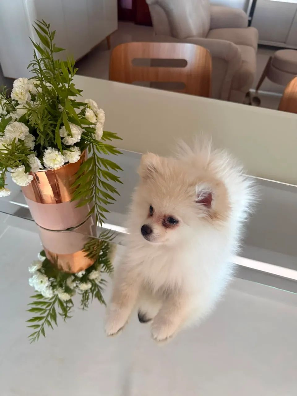Spitz alemão fêmea creme 
