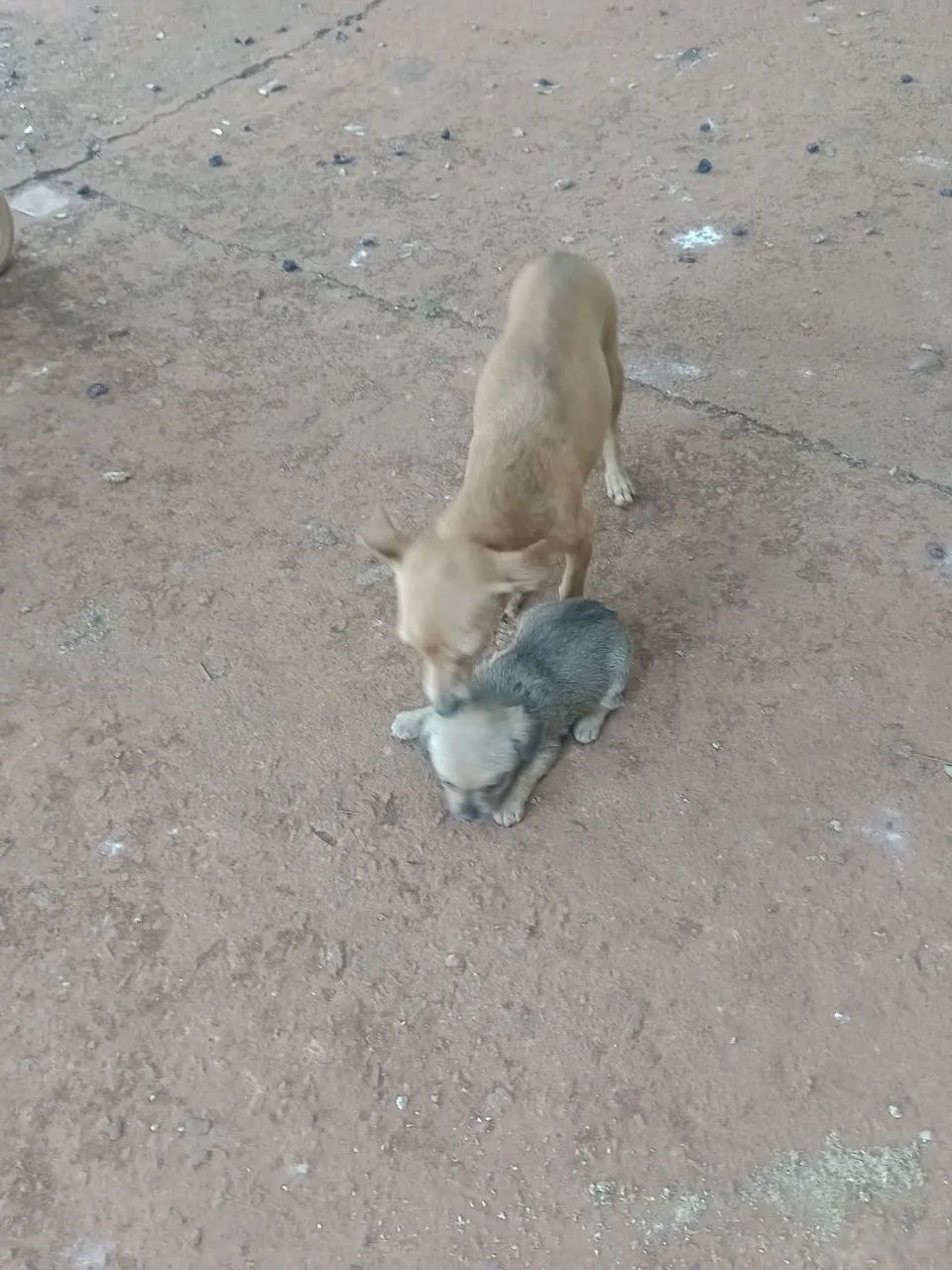 Pincher 