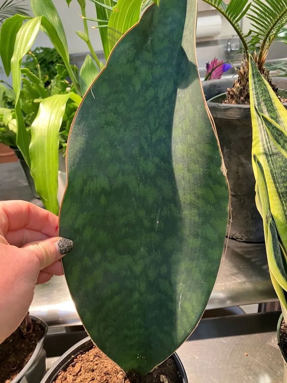 Planta espada de São Jorge 