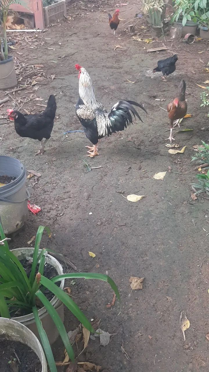 Galinha e galos - Foto 2