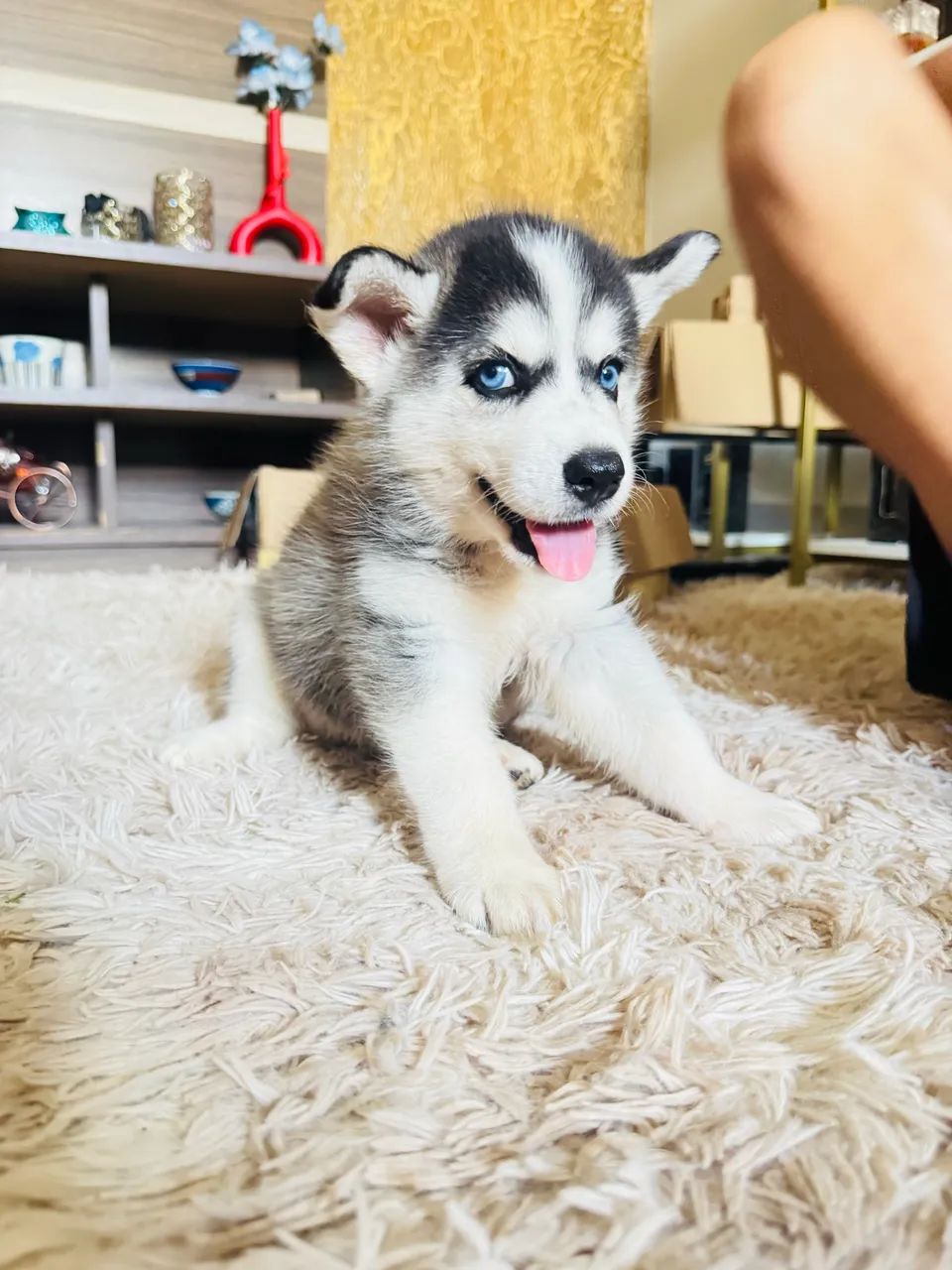 Haskey fêmea  - Foto 3