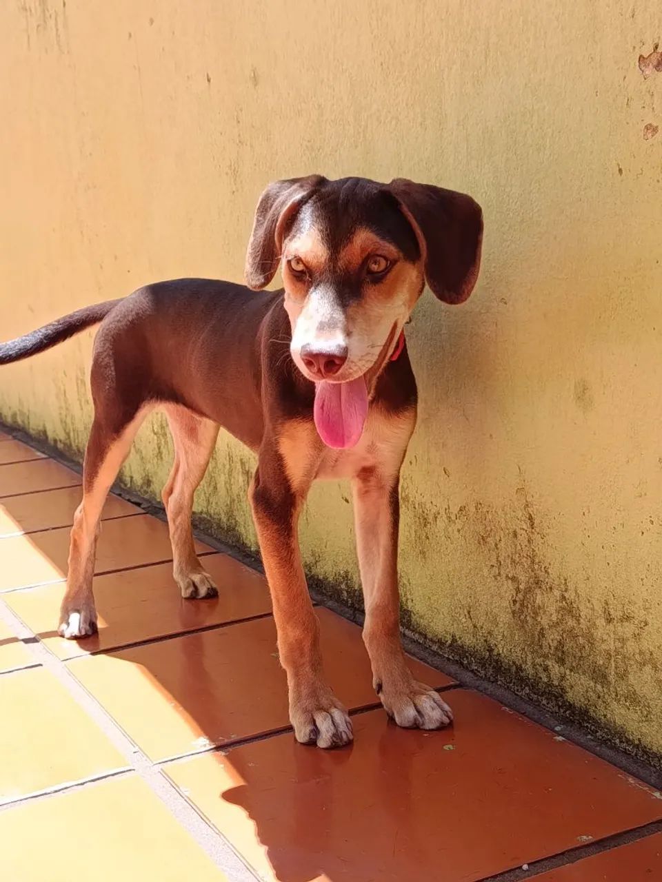 Adoção responsável  - Foto 4