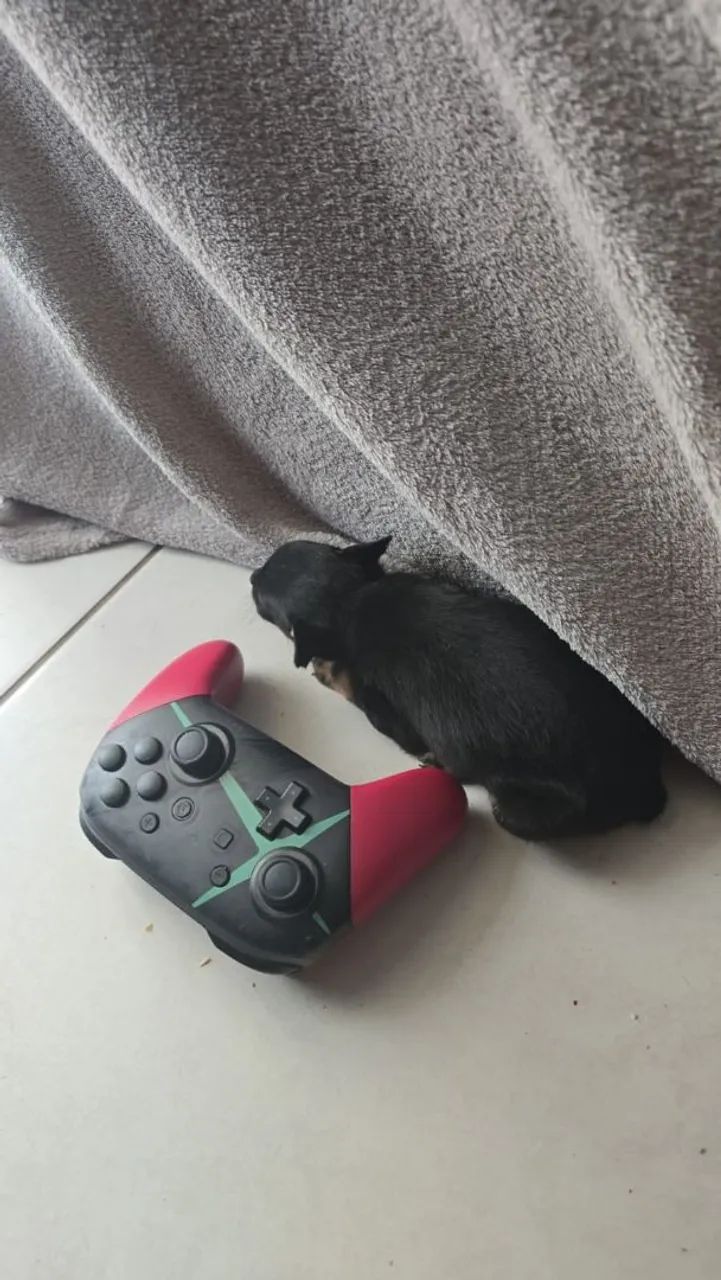 Cachorro  - Foto 3
