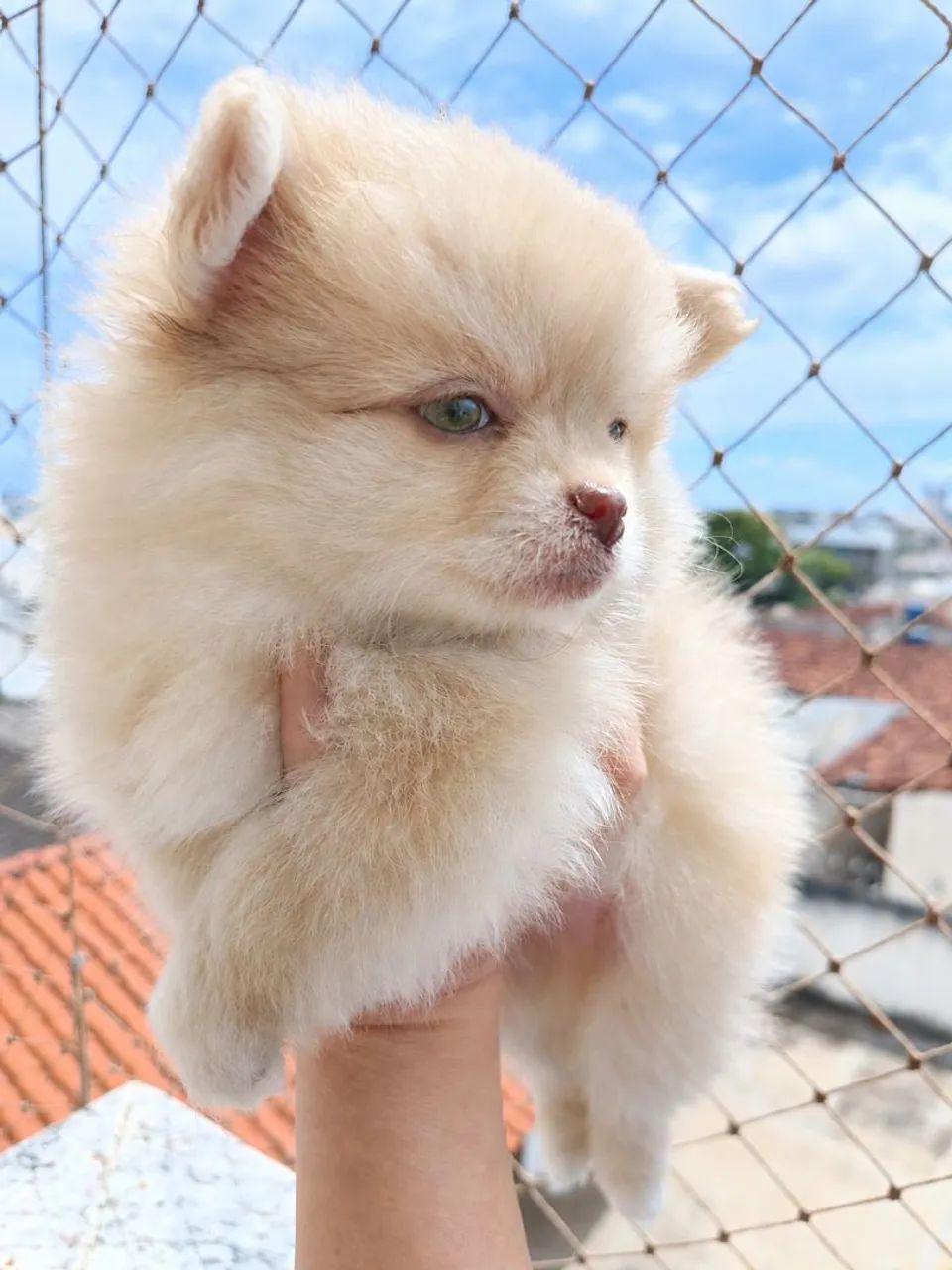 Spitz alemão macho anão 