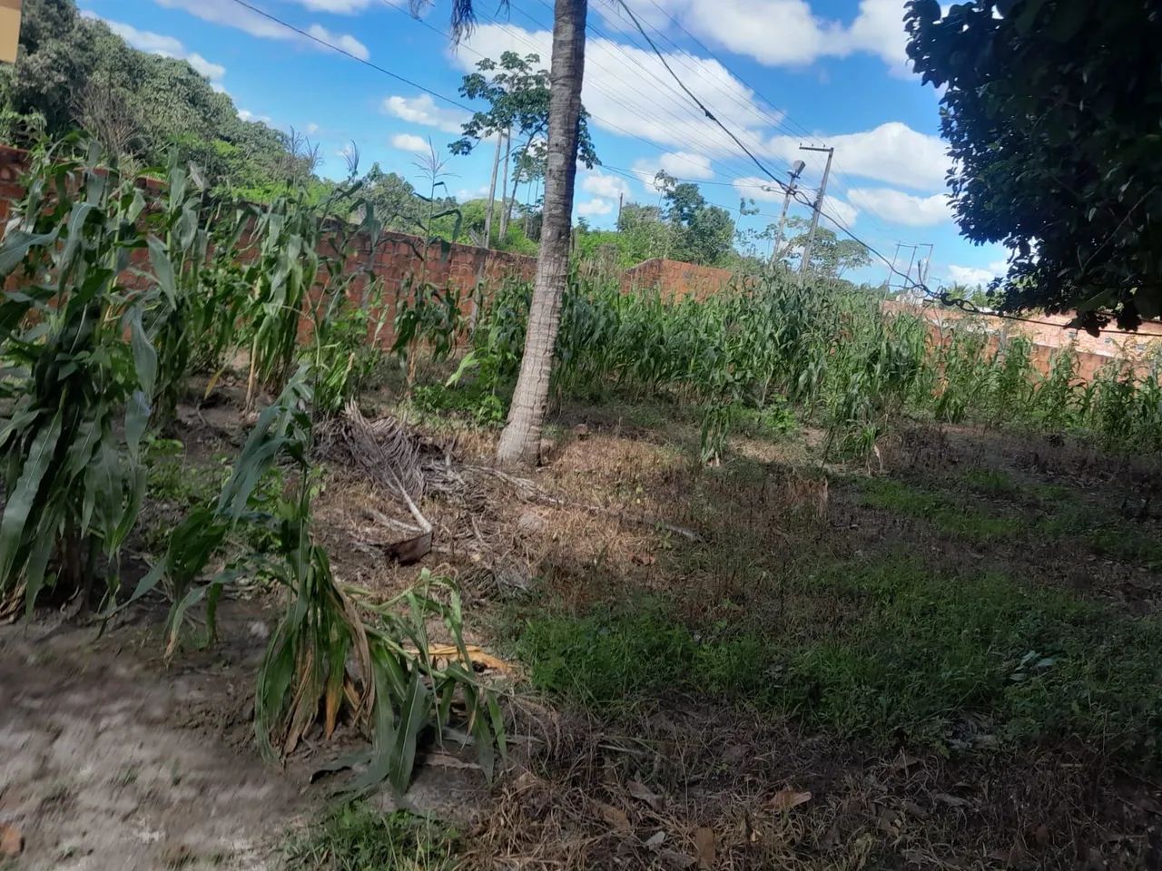 VENDO LOTE - POVOADO ESTREITO | CAPELA/SE <br> - Foto 2