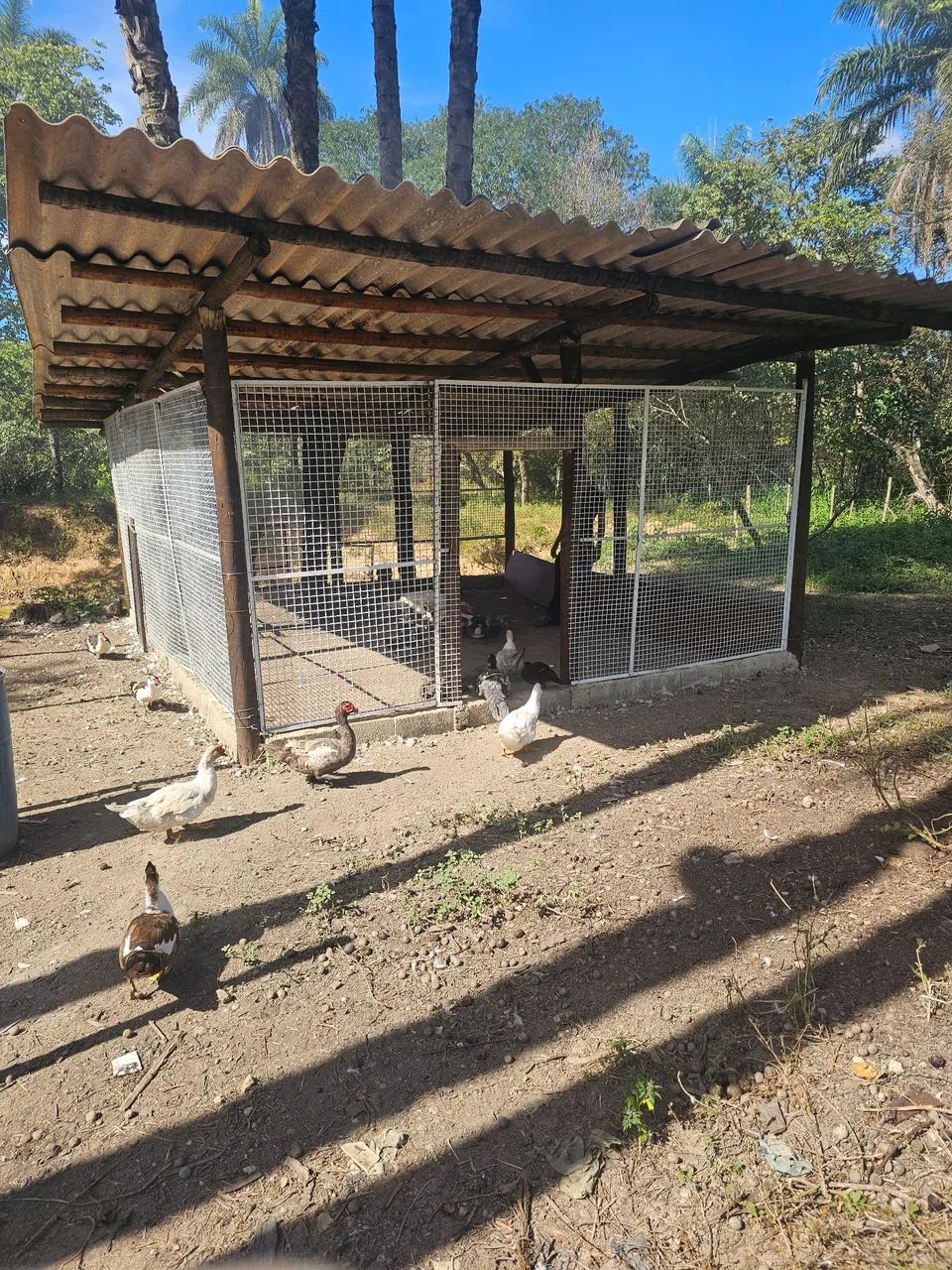 Patos e Patas  - Foto 5
