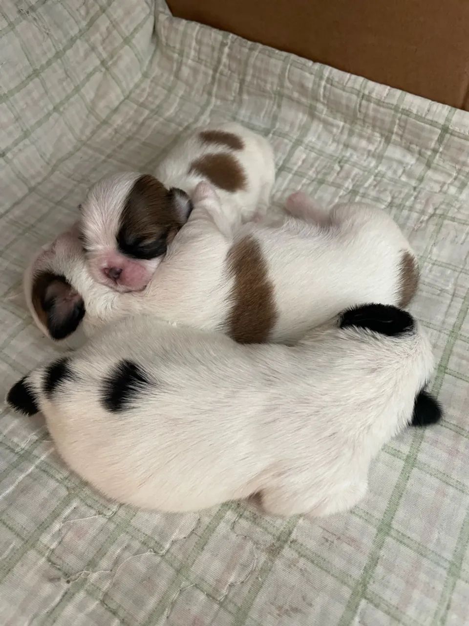 Shiatsu