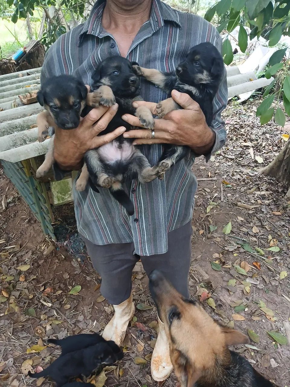 Filhotes de pastor alemão  - Foto 2