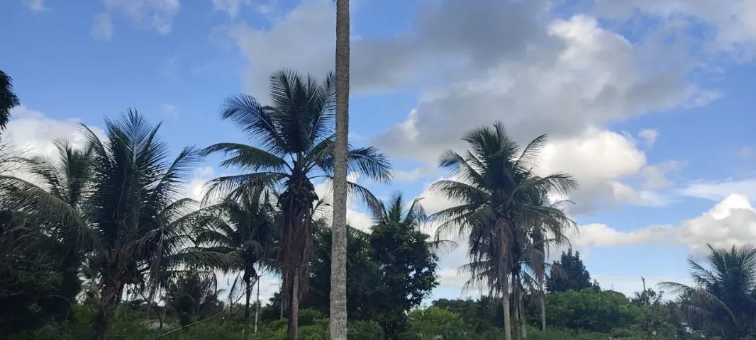 Vende-se um SÍTIO no bairro Juca Rosa - Foto 3