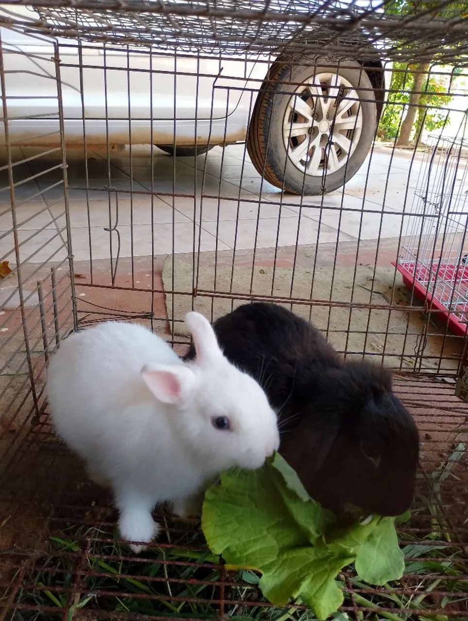 Vende-se mini coelhas