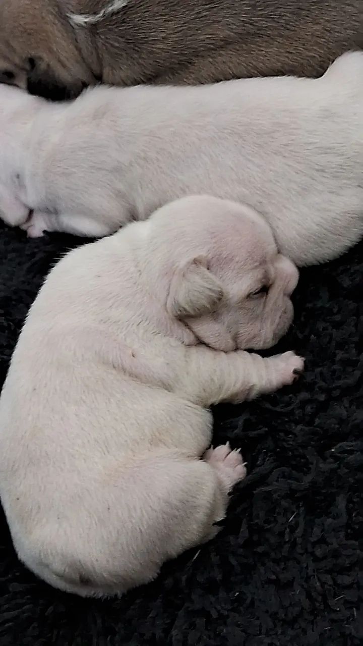 Filhotes de buldog Francês.  - Foto 2