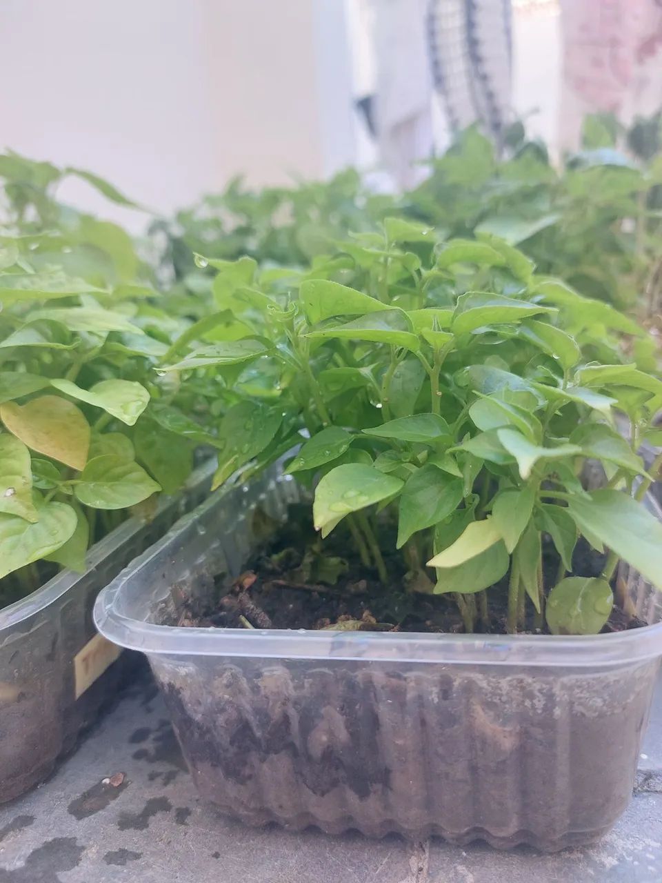 Muda de pimenta  - Foto 2