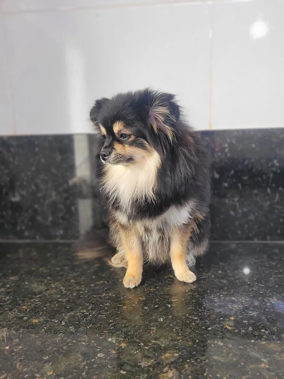 Spitz alemão Anão  - Foto 3