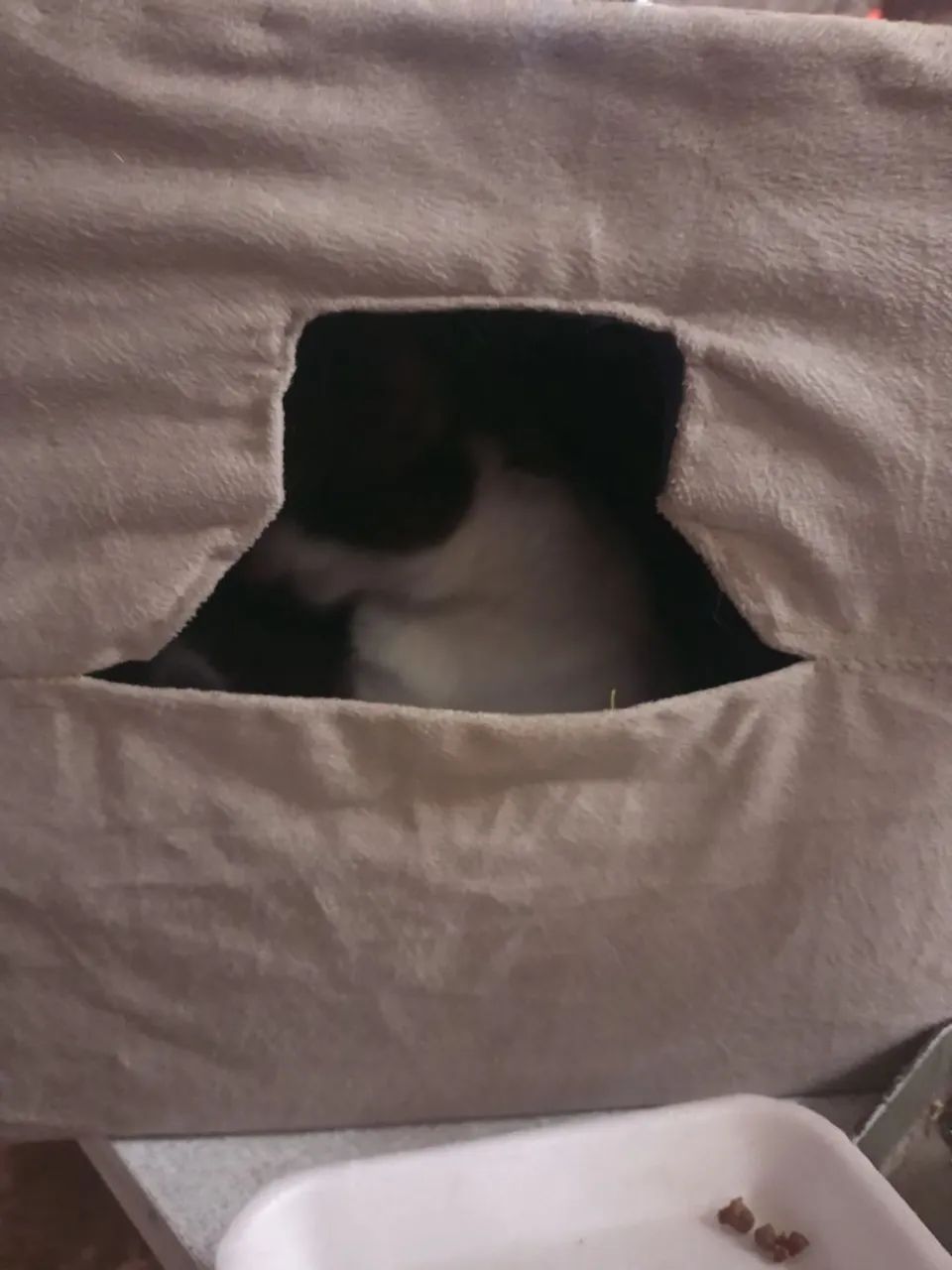 Cama de gato - Foto 4