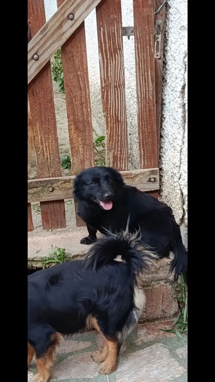 Adoção responsável  - Foto 4