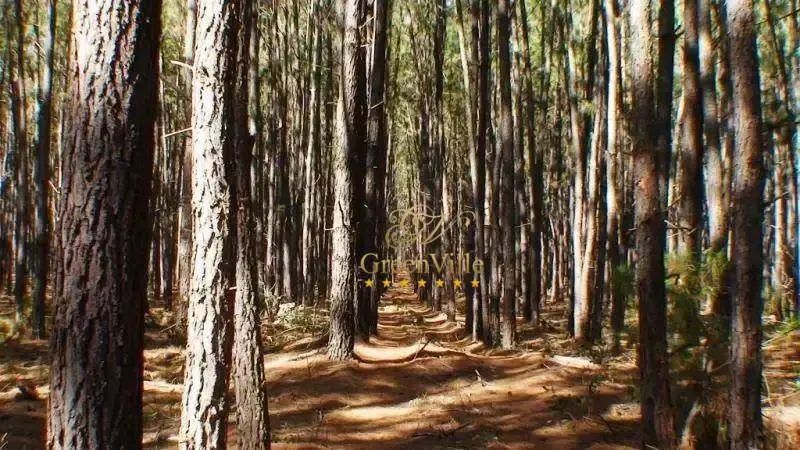Balsa Nova - Fazenda Florestal - Foto 5