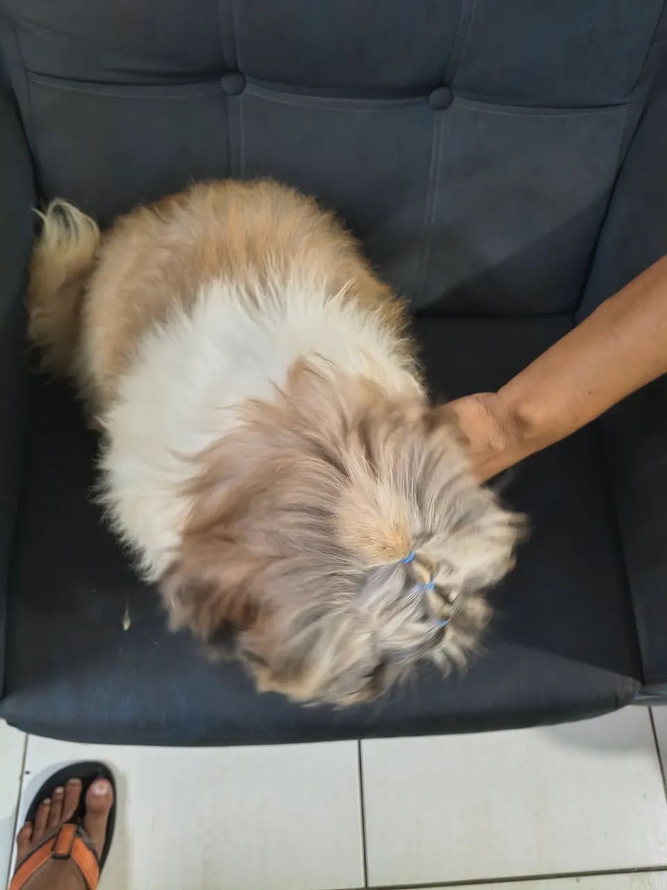 Cachorro Shitzu  - Foto 2