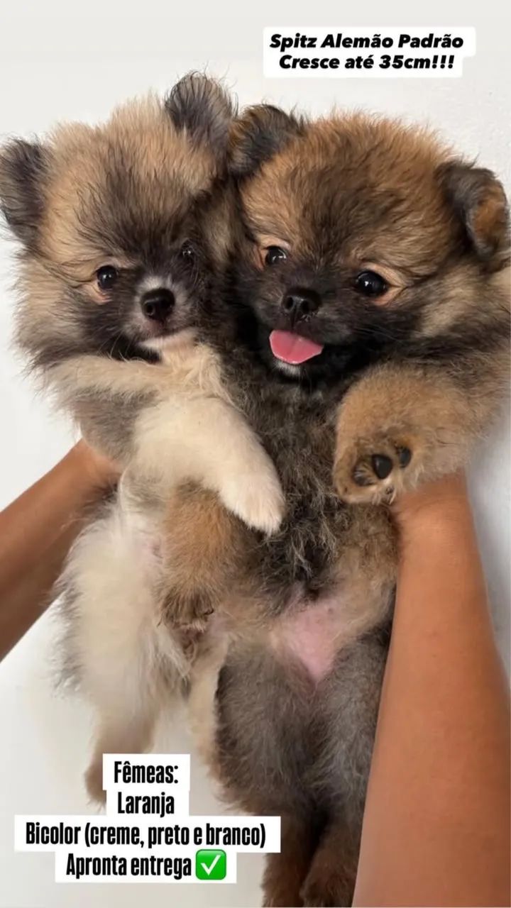 Spitz alemão  - Foto 2