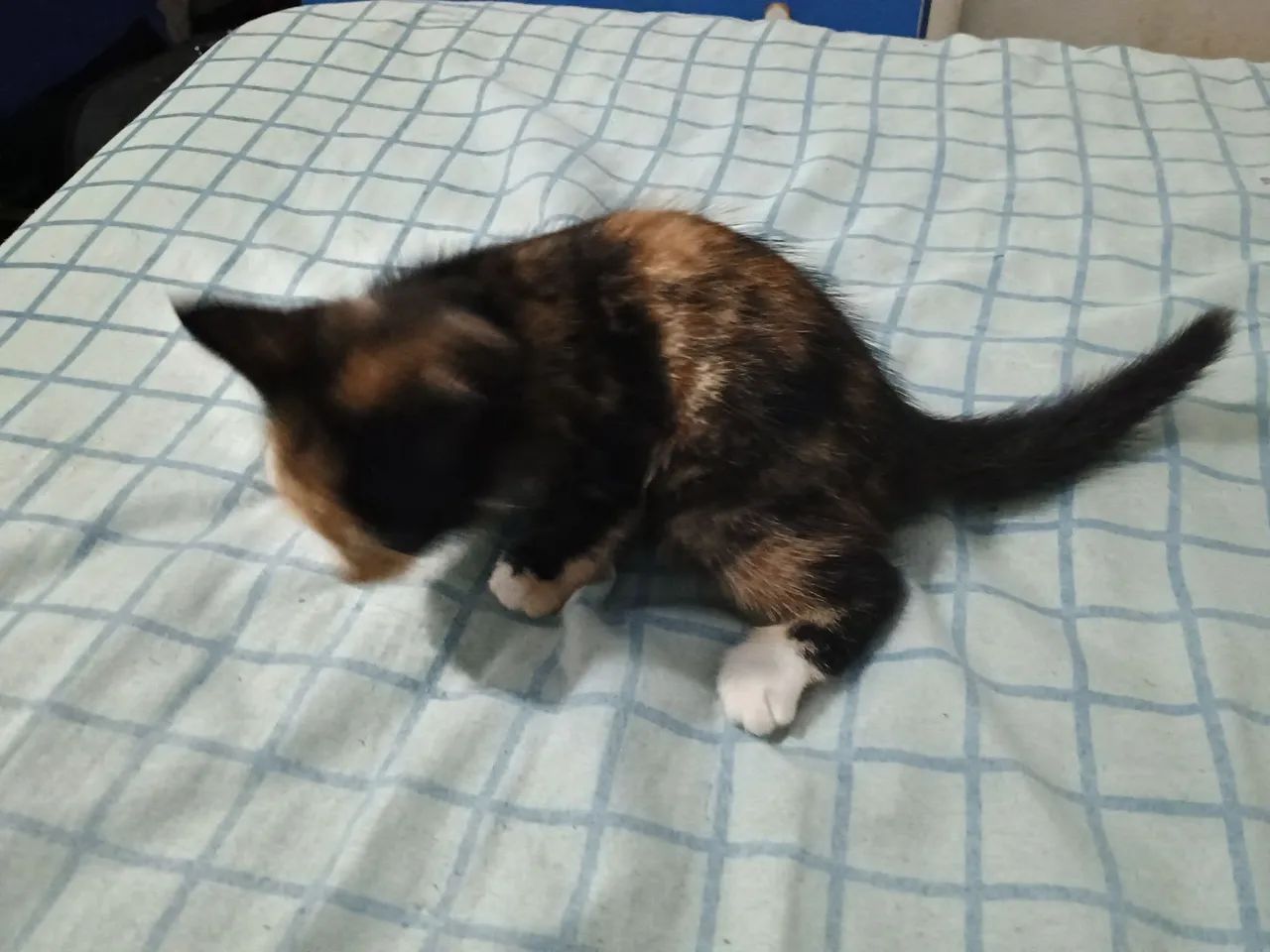 Filhote gato fêmea - Foto 4