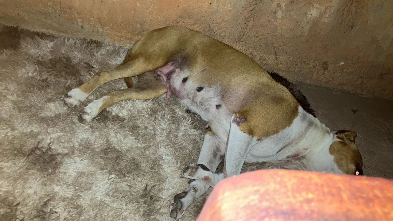 Pit bull - Foto 3