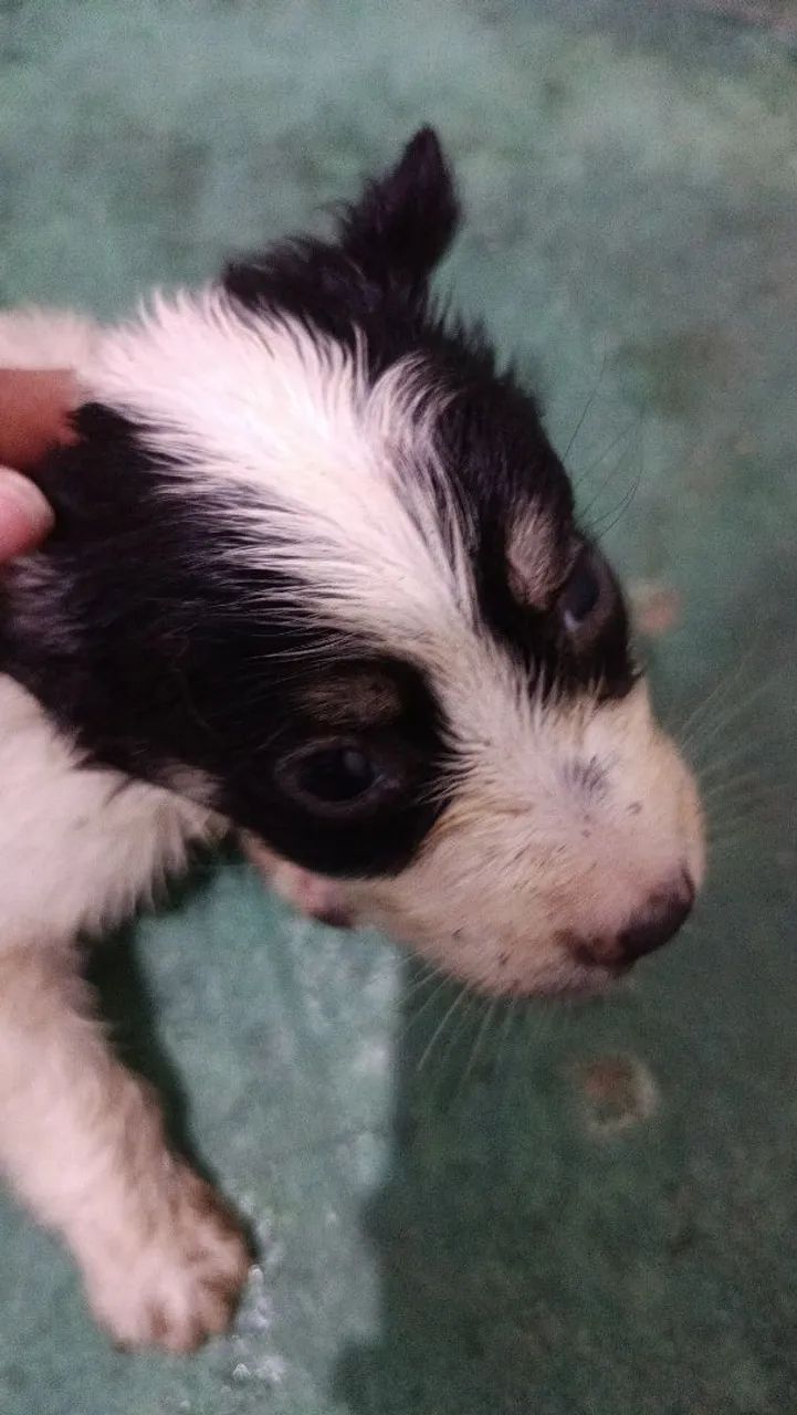 Doação de cachorros  - Foto 4