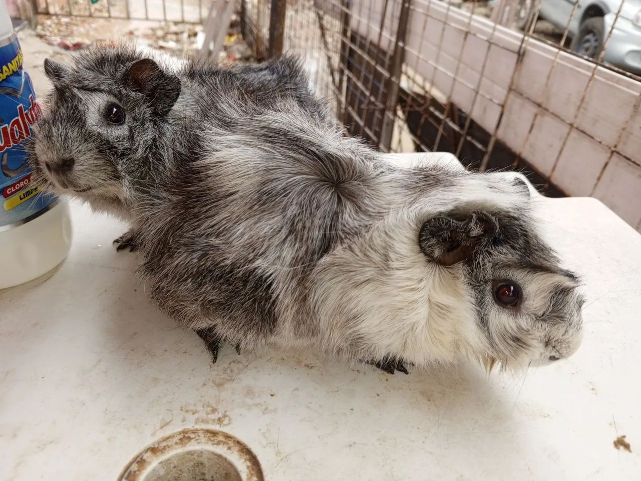 Estou vendendo um casal de porquinho da índia r$ 200 não  abaixo o valor não faço entregar