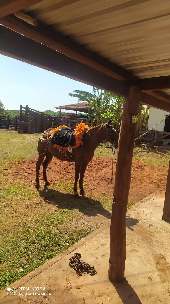 Traia de arreio - Foto 6