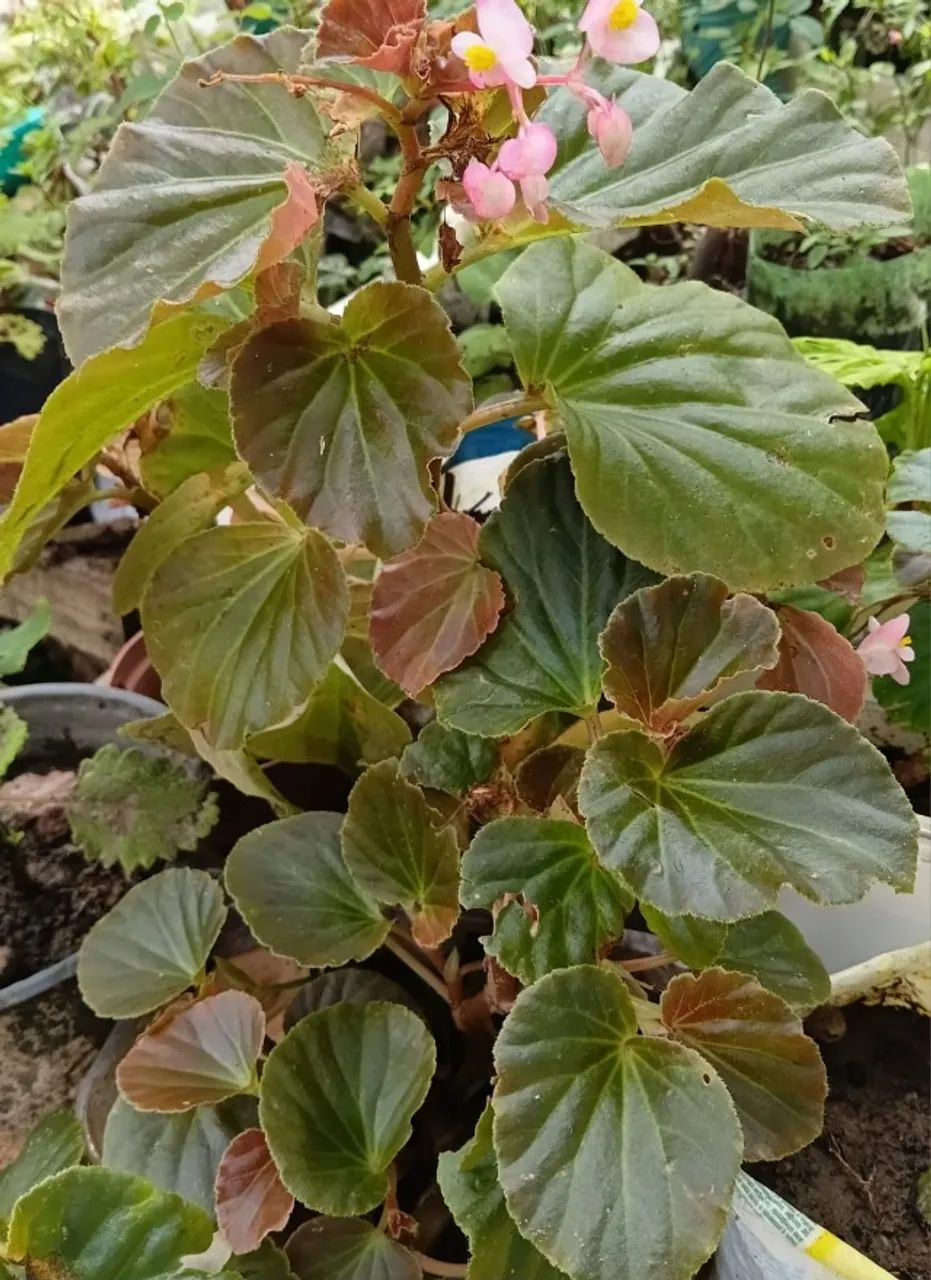  plantas ornamentais - Foto 5
