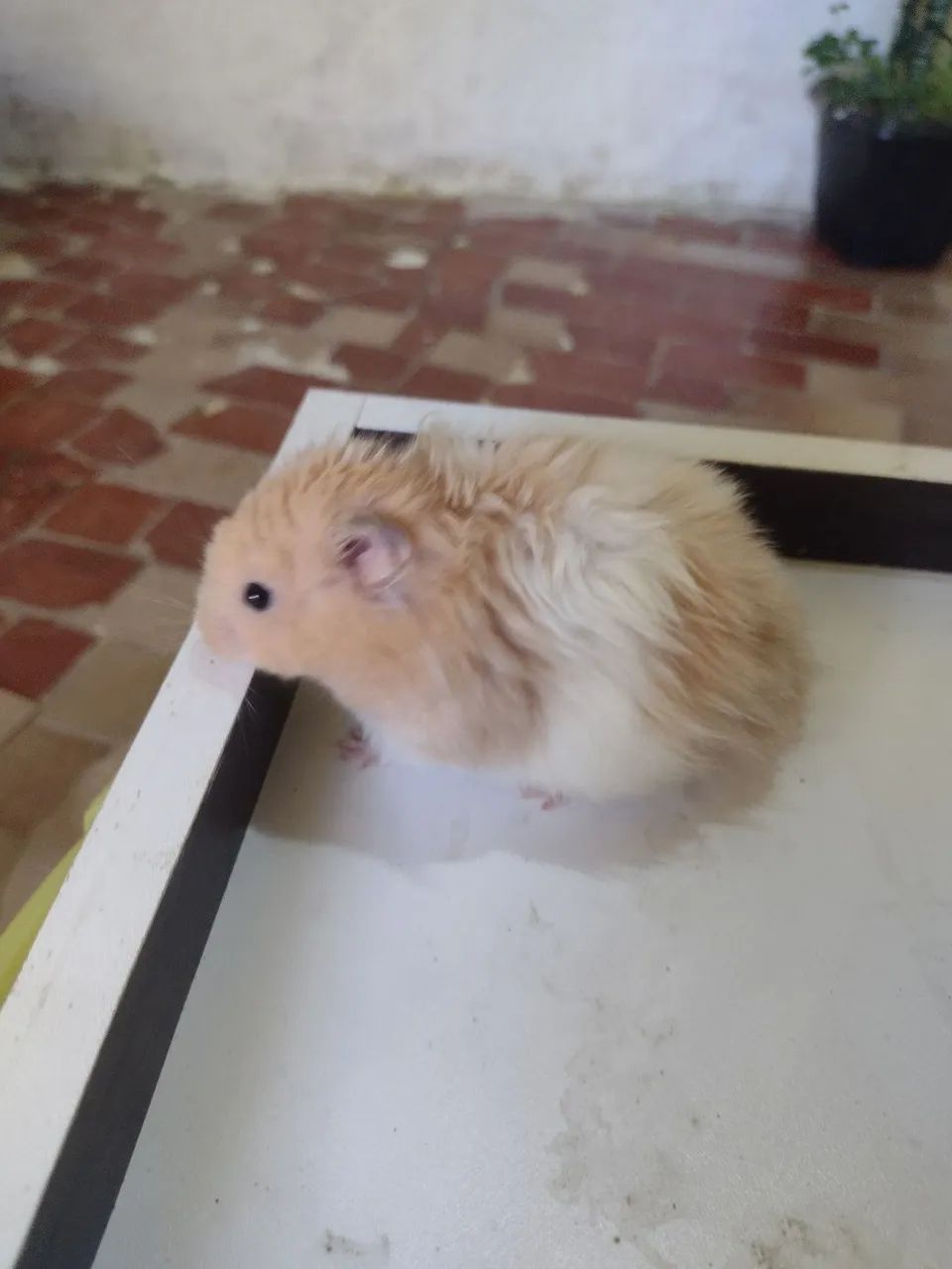 Hamister sírio 