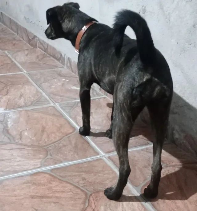 Doação de cachorro  - Foto 5