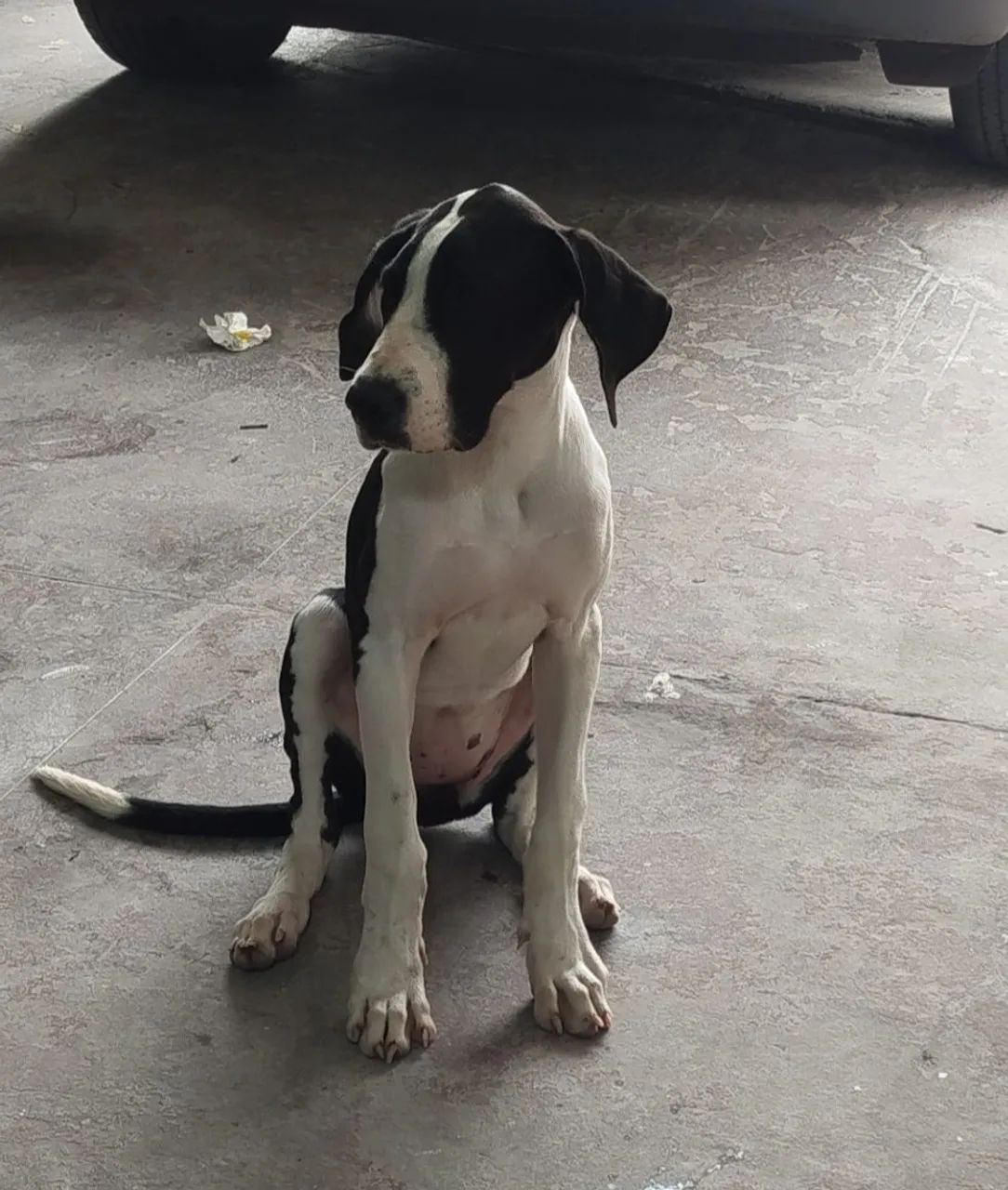 Filhote de Dog alemão 