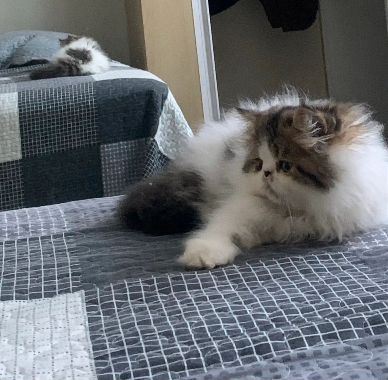 Filhotes Macho gato Persa 