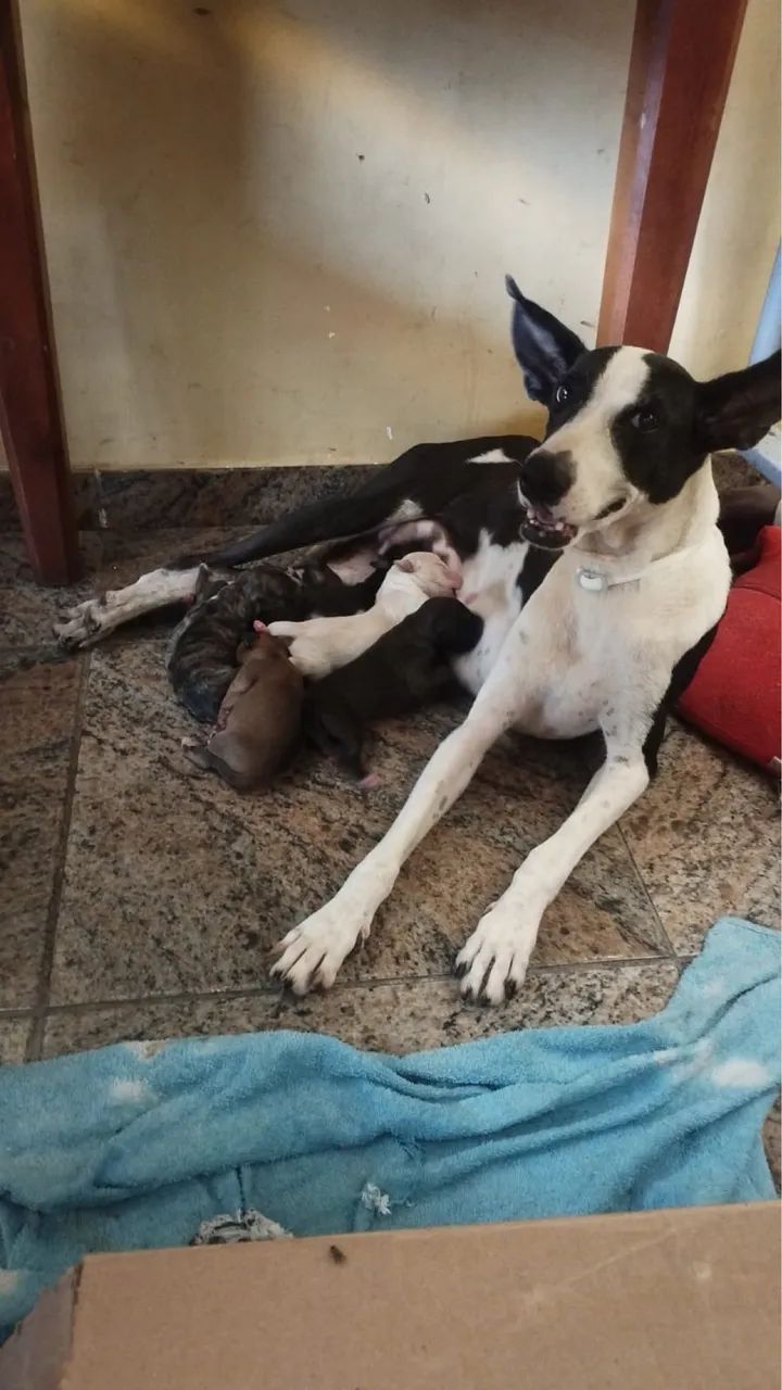 Cachorros - Foto 5