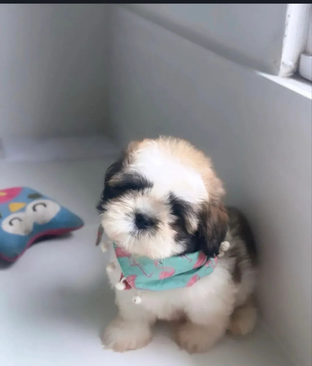 Shihtzu puro - Foto 2