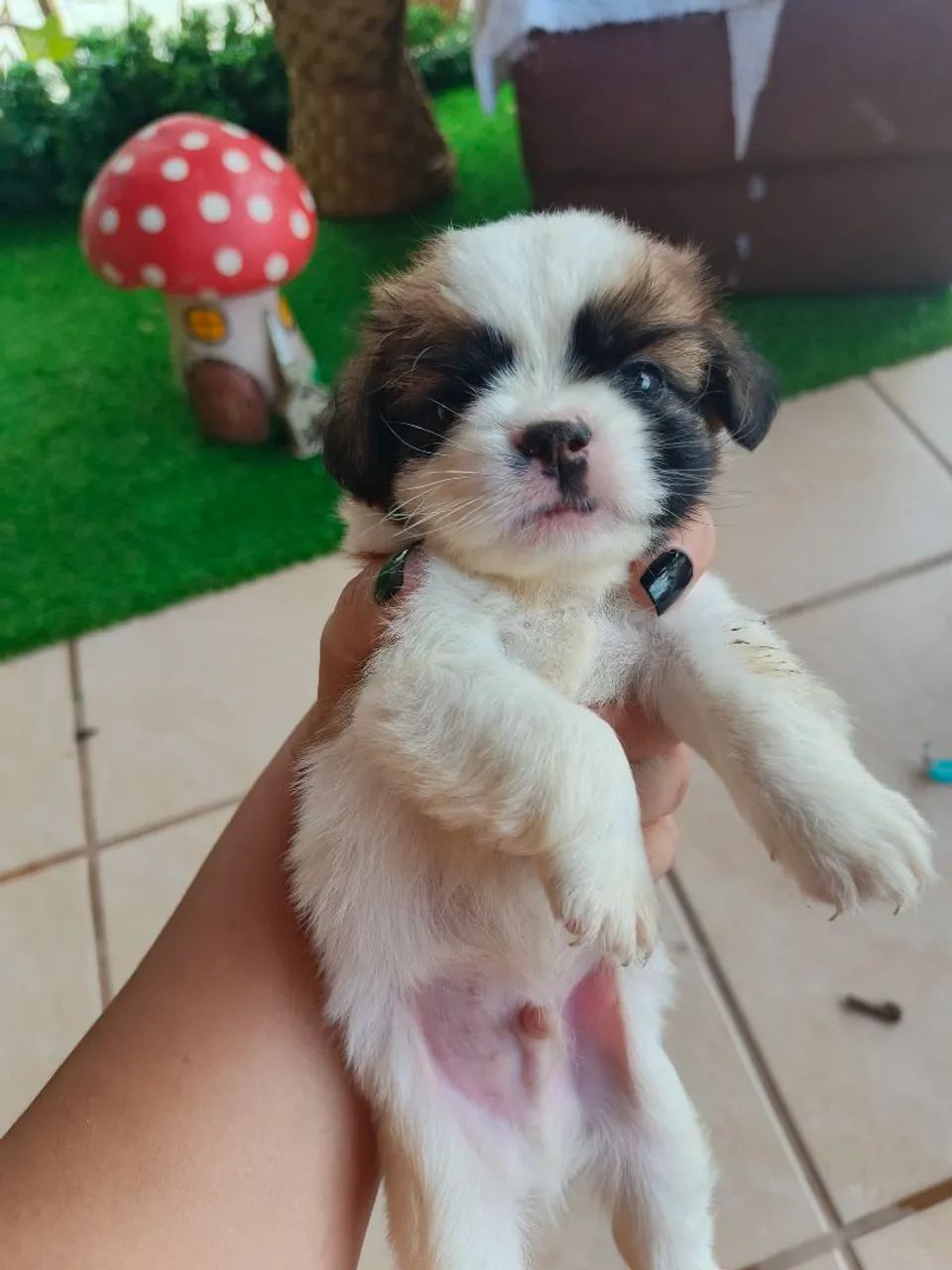 Vendo filhote de Shih Tzu - Foto 2