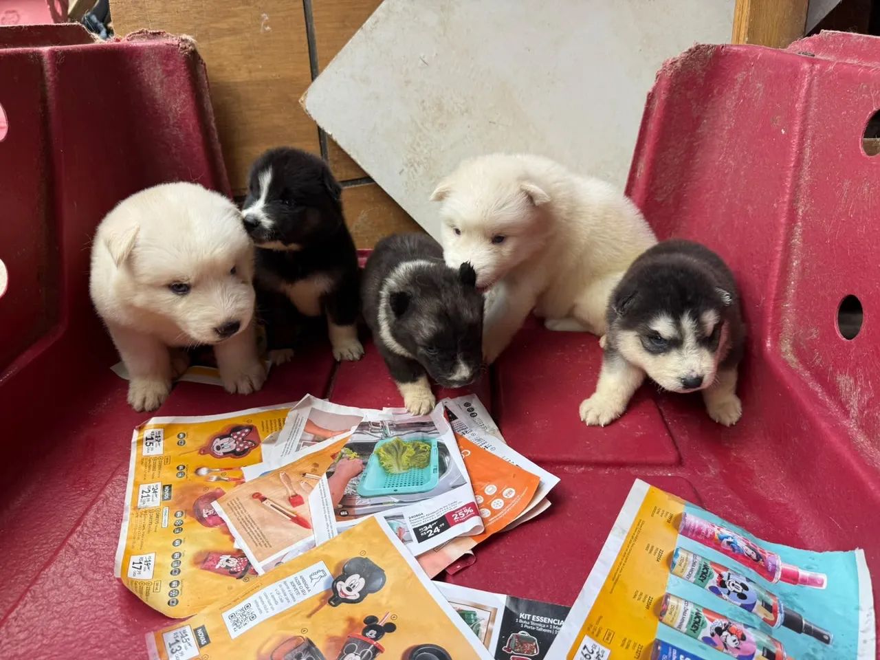 Husky siberiano filhotes  - Foto 5