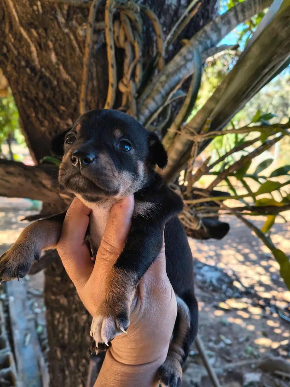 Animais  - Foto 4