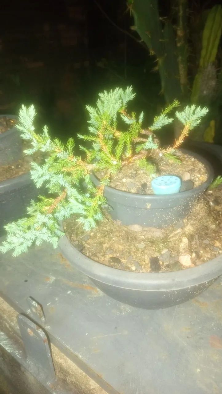Juníperus procumbens Pré-Bonsai - Foto 4