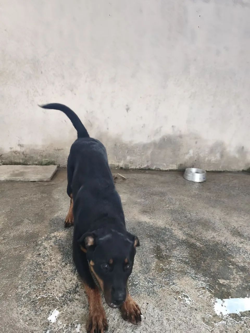 Doação de Rotweiller  - Foto 4