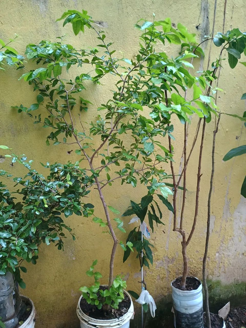 Muda de acerola  - Foto 3